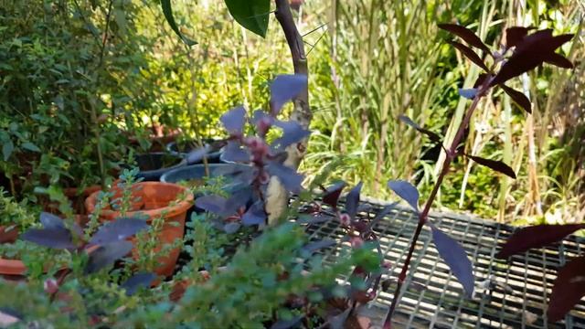 Pereskia Grandiflora - Pink Flowers. Cactus Family смотреть онлайн