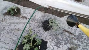 Полив в жаркие дни арбузов на плёнке.Урал.