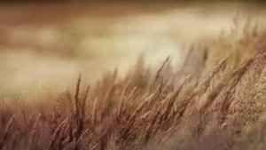 "Белая птица" - Кристина Райлян.mp4