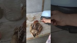 Спасение курицы от клопов