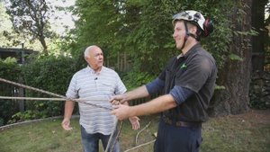 Large and/or dangerous tree removal in Victoria, B.C.