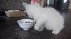Как научить котенка кушать!