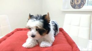 Бивер-йорк, трехцветный Йорк, питомник Снежное Королевство