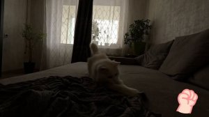 Кошкина игра