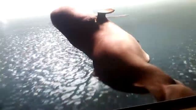 как я играю в симулятор козла смотреть онлайн