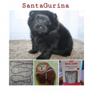 Малыш шпиц ищет семью! Породистый, желанный, любимый!