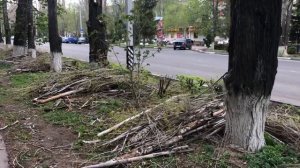 Опиловка деревьев: как должно быть?