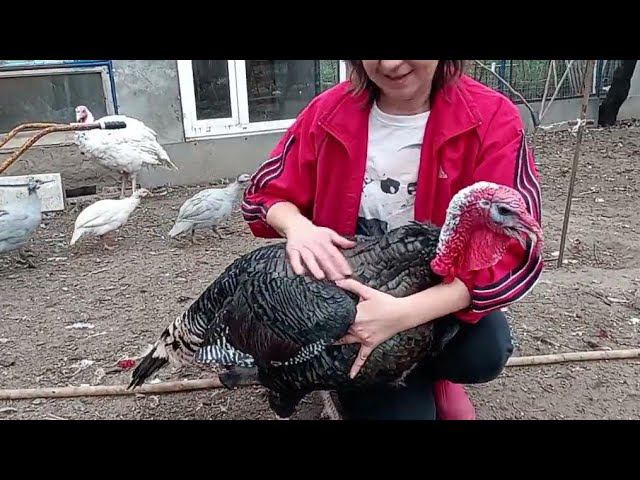 Взвешивание индюка бронза северо-кавказская смотреть онлайн