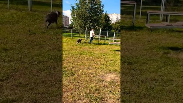 Дрессировка Амстаффа. Стаффордширский терьер. Стаффорд