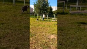 Дрессировка Амстаффа. Стаффордширский терьер. Стаффорд