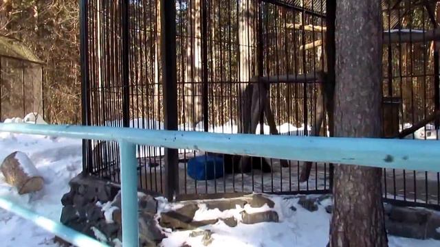 Игры Алтая (часть1)10.03.17 Новосибирский зоопарк смотреть онлайн