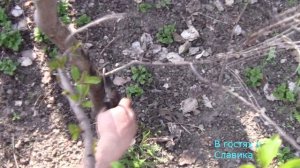 Миндаль.Миндальное Дерево.