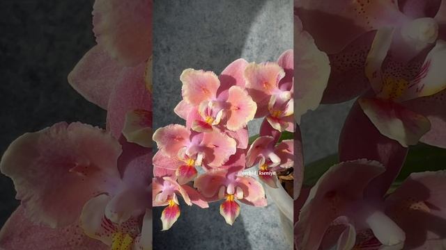 Phal. Odorion бабочка ? Ароматная орхидея фаленопсис Парфюмерная фабрика в домашнем цветении