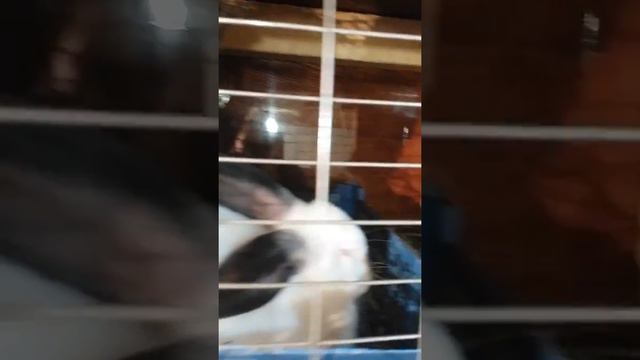 Миниферма в гараже...