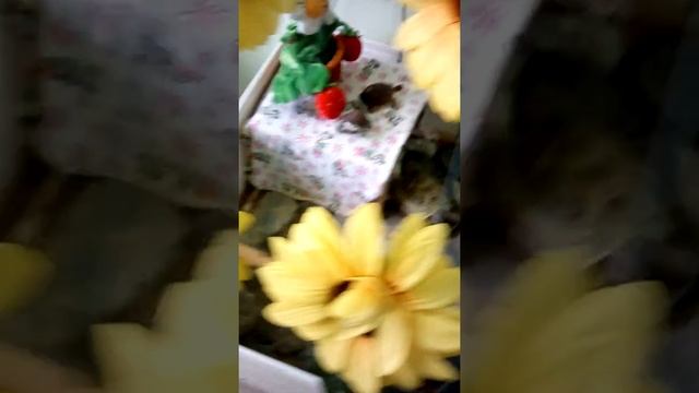 ???Небольшой Рум-тур зимнего сада.?????? смотреть онлайн