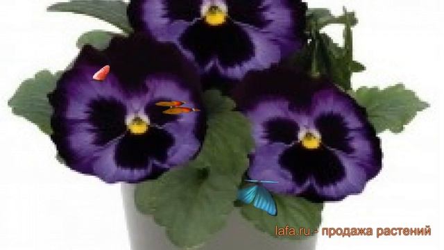 Виола крупноцветковая Деним ? крупноцветковая виола Деним обзор: как сажать, семена виолы Деним смотреть онлайн