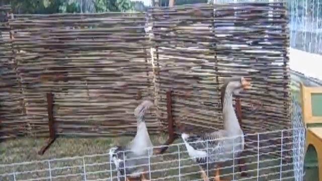 Гуси на съемку - праздник 21 апреля 2016 смотреть онлайн