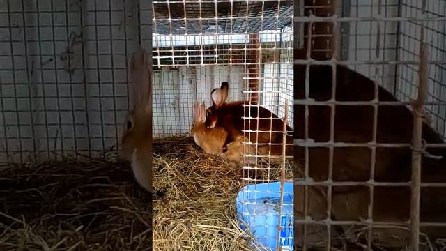 Спаривание молодой крольчихи