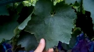 "Краса Балок" -  гибридная  форма винограда