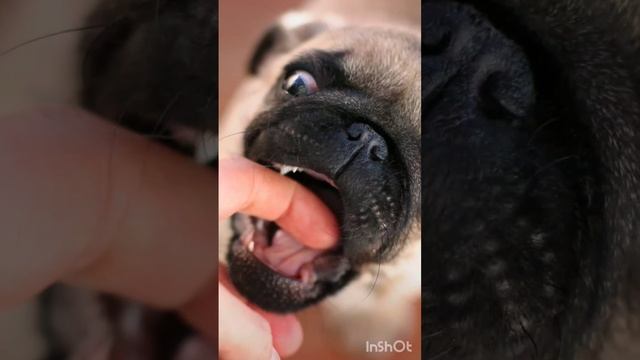 СНИТСЯ СОБАКА УКУСИЛА. ИНГА ХОСРОЕВА. ВЕДЬМИНА ИЗБА. смотреть онлайн