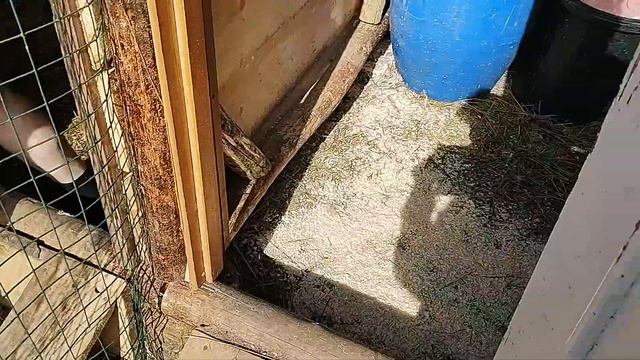 Индоутки. Уточки начинают садиться на гнезда смотреть онлайн