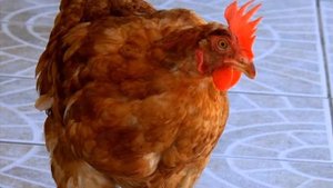 Чем кормить зимой кур несушек, чтобы лучше неслись