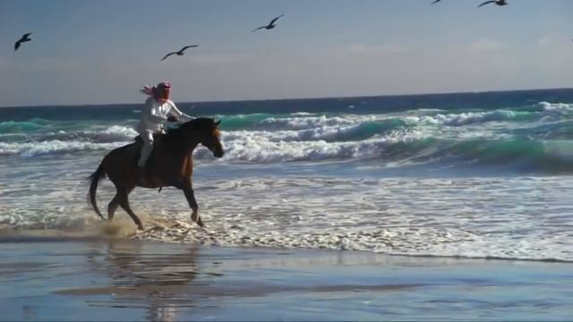 Лучшая порода лошадей в мир Арабские лошади, безумно красивое видео!!