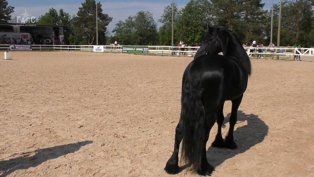 5 пород ПОНИ: кто стал ЧЕМПИОНОМ ринга? #ИППОсфера 2021 смотреть онлайн