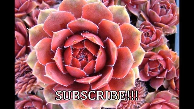 5 Things You Didn't Know About Succulents - Hen and Chicks (Sempervivum Tectorum) смотреть онлайн