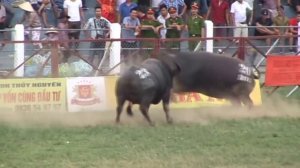 Бои Быков во Вьетнаме, азиатская коррида