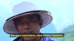 Добыча самого дорогого меда у гигантский гималайских пчел