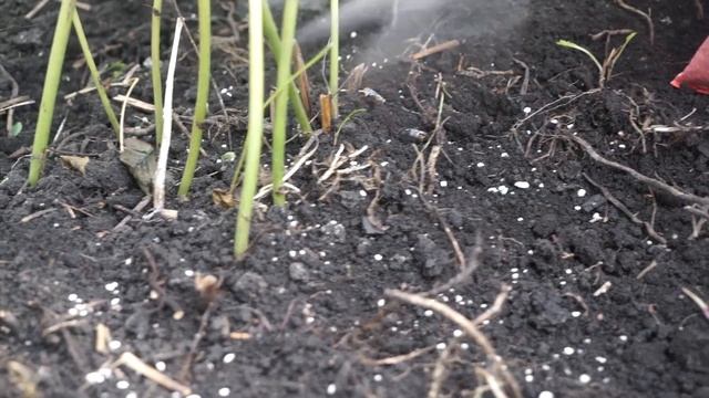 Срочно!!! Как подготовить пионы к зимовке ✿ смотреть онлайн