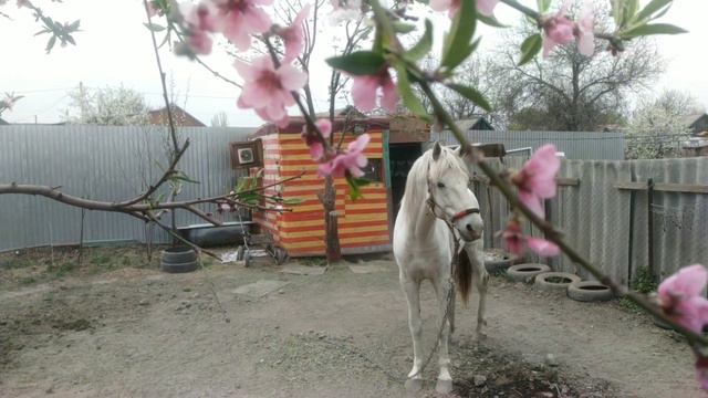 Весна, цветы, цветущий сад и вся моя живность в доме. смотреть онлайн