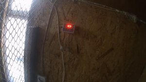 Куры расклевали петуха. Отопление курятника.