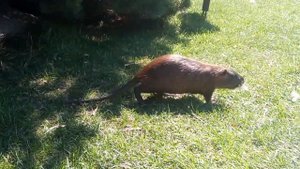 Ондатра или нутрия? / Muskrat or Nutria? #Shorts