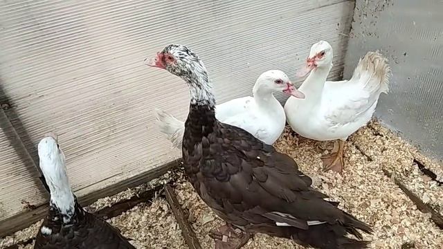 Мускусные утки// Как отличить селезня от утки в 2 месяца// смотреть онлайн