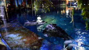 Гонконг. Океанический парк.  Ocean Park.Hong Kong,