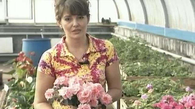 Уход за азалией. Урожайные грядки. смотреть онлайн