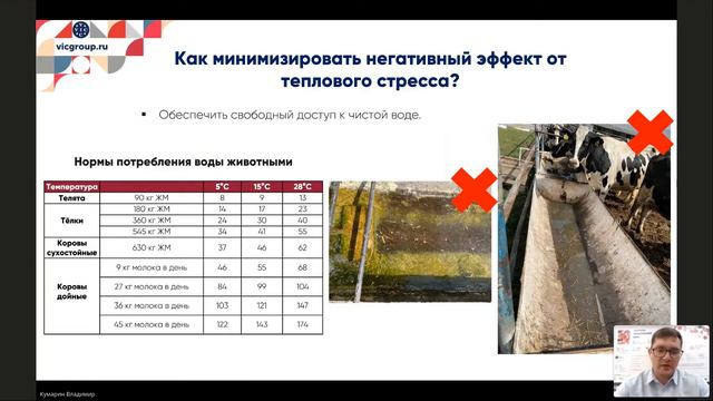 Тепловой стресс у КРС