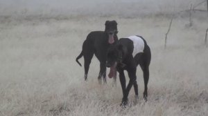 Охота с грейхаундами. Глюкоза и Альфа сезон 2015г.