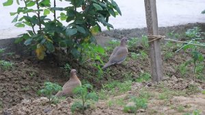 Musicha | Birds | Горлица