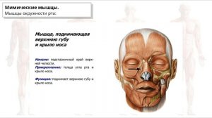 Мышцы, фасции и топография головы