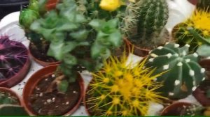 Смотрите какие кактусы нам продают. Магазинные кактусы. Уход за кактусом.