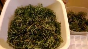 СБОР И ЗАГОТОВКА РОЗМАРИНА, ПОЛЬЗА ЧАЯ ИЗ РОЗМАРИНА!