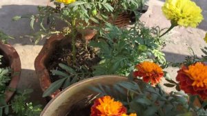 Vegetable farmer's 👨🏻🌾 friendly🌼Marigold / Tagetes plant growing care & tips.