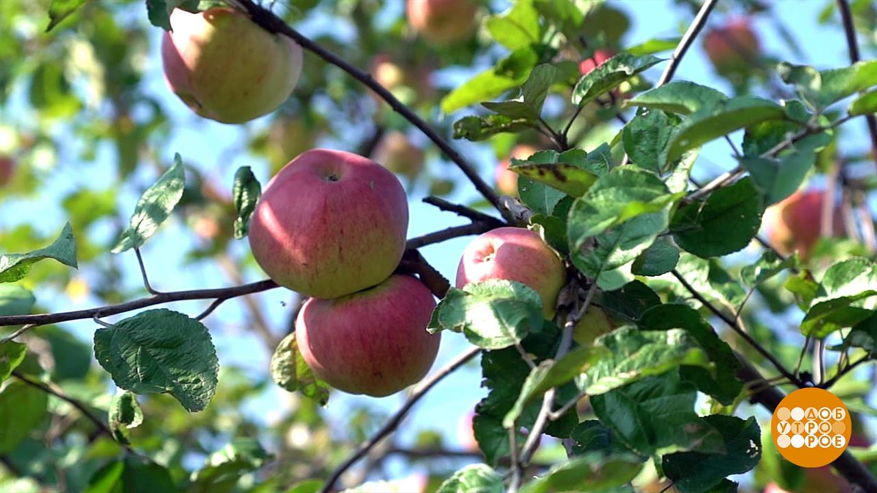 Яблочные рецепты. Доброе утро. Фрагмент выпуска от 23.09.2019