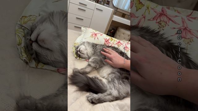 Кошачьи нежности?