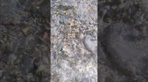 Черные, большие муравьи на приусадебном участке