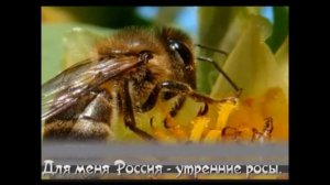 У моей России