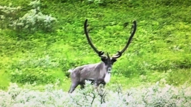 Так вот ты какой, северный олень! :)))) смотреть онлайн